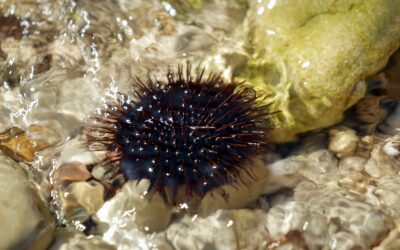 ORMALUGA obtiene la aprobación oficial de su Plan de Producción y Comercialización 2025–2026